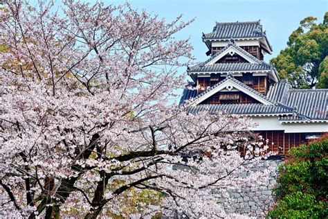 Where To See Cherry Blossoms In Japan Ixigo Travel Stories