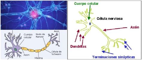 Partes De La Neurona Conoce Todos Los Componentes Que Forman Parte De