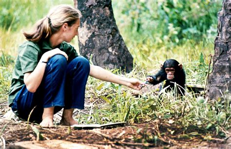 Reflecting On Jane Goodalls Life In The Wild