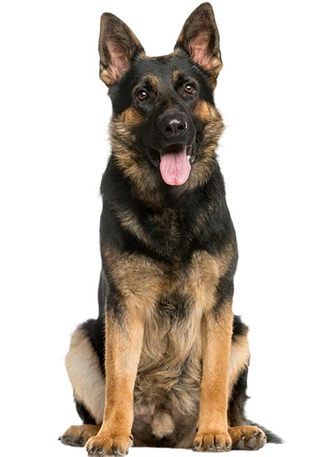 dog-insurance - 4Paws Pet Insurance