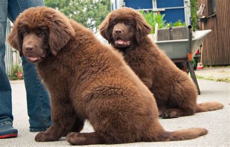 Two Beautiful Newfoundland Puppies In Brown
