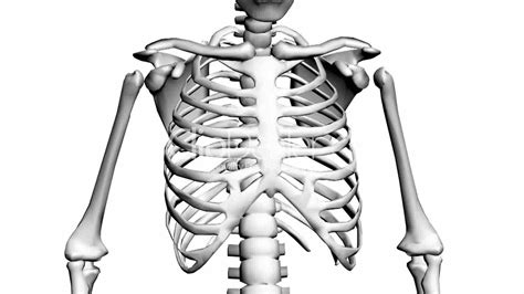 The chest wall is supplied by the posterior intercostal arteries arising from the aorta, the internal thoracic and the. Rotation of 3D skeleton.ribs,chest,anatomy,human,medical ...