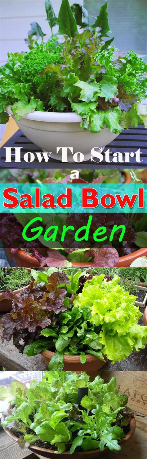 How To Start A Salad Bowl Garden Balcony Garden Web
