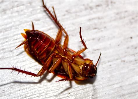 what to do if you find cockroaches in your building lookout pest control