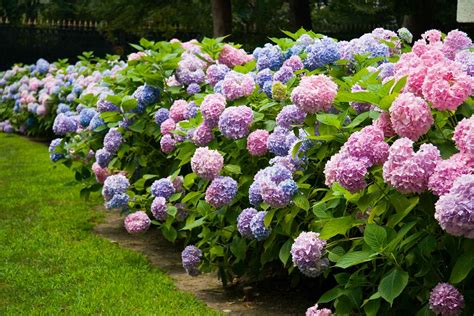 How To Get More Hydrangea Flowers Better Homes And Gardens