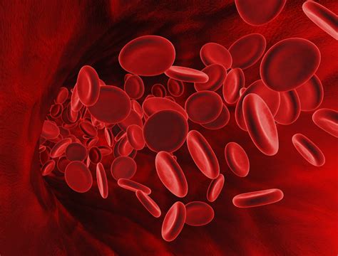 Transfusion Érythrocytes Transfusion Globules Rouges