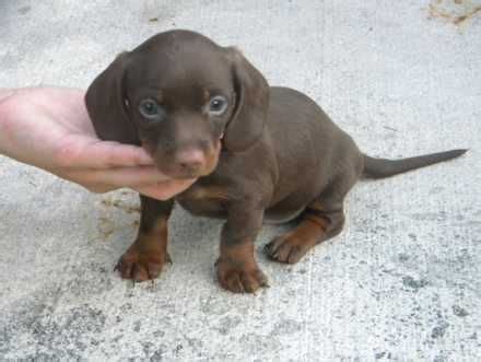 Find the perfect miniature dachshund puppy for sale in texas, tx at puppyfind.com. Dachshund mini in Miami Florida | Dachshund puppies for ...