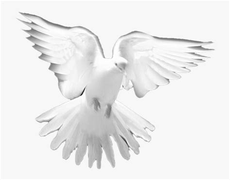 Holy Spirit Dove Transparent Background Dove Png Img Gimcrackery