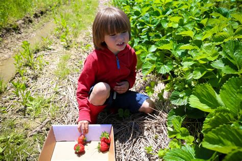 Strawberry U Pick Season Has Begun At Blooms And Berries Southwest