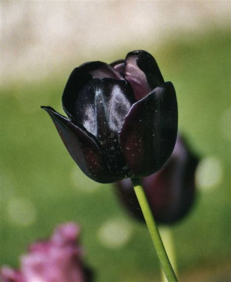 Black Tulip Black Tulips Tulips Dark Flowers