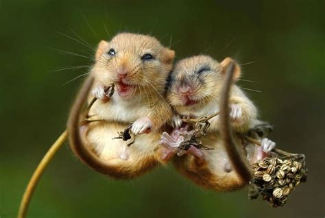 Adorable Animal Couples Gallery Ebaums World