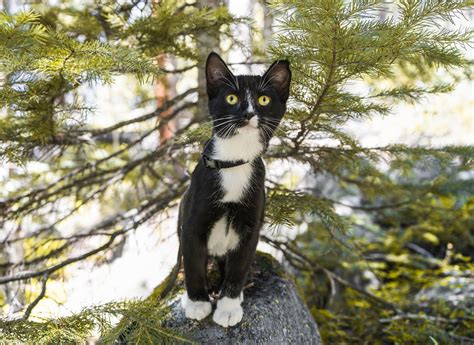 12 Surprising Facts About Tuxedo Cats