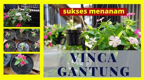 Taman bunga nusantara merupakan taman display bunga pertama di indonesia. Taman Bunga Vinca - Model Baru Bunga Vinca Juntai Paket Murah 1 Paket Isi 5 Plant Shopee ...