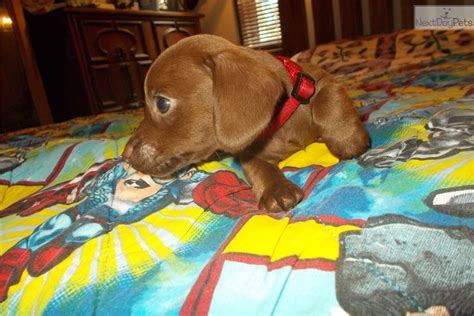 Find dachshund puppies and breeders in your area and helpful dachshund information. Red: Dachshund, Mini puppy for sale near Southern Illinois, Illinois. | 0d9d3bdb-db41