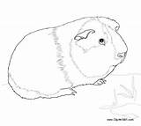 Guinea Pig Coloring Pages Pool Printable Kids Color sketch template