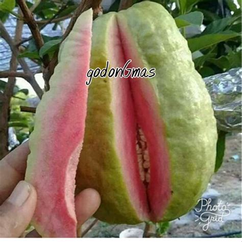 Harga jambu jamaika saat ini kisaran rp 40.000 per kilo. Jual Bibit Jambu Biji Mega Merah di lapak godonGmas ...