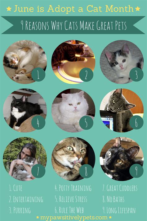 9 Reasons Why Cats Make Great Pets June Is Adopt A Cat Month Cat