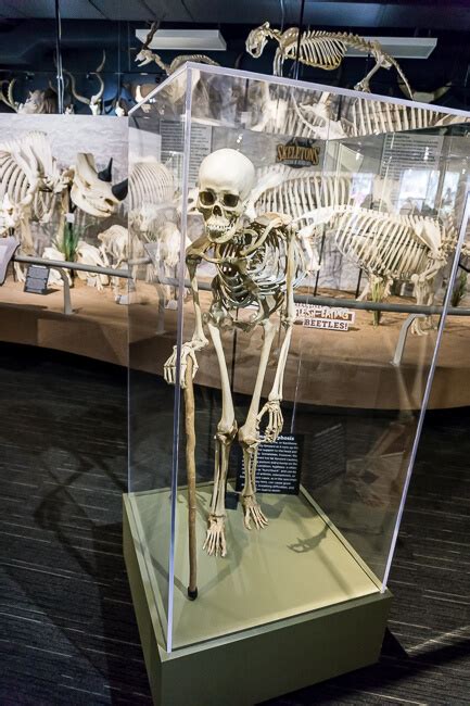 Skeletons Museum Of Osteology In Orlando Live And Let Blog