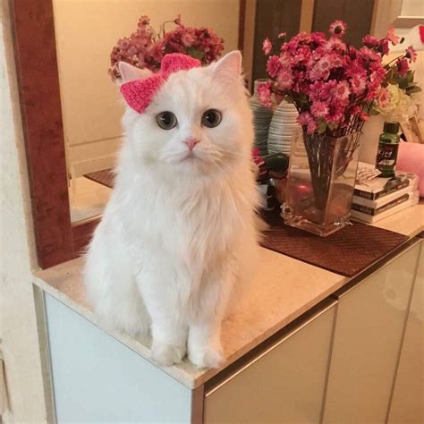 Adorable Cat With Bow Myconfinedspace