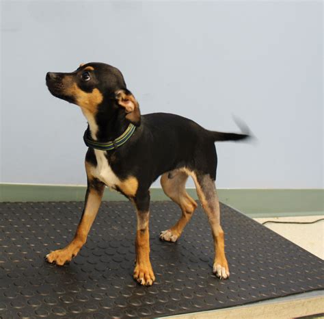 Chase The Miniature Pinscher Needs Your Help Ontario Spca And Humane