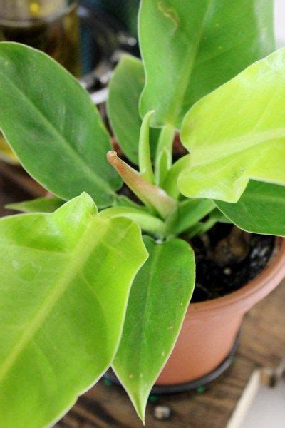 Monsteras are often called split leaf philodendrons, but they are not true philodendrons, though closely related. Moonlight Philodendron | Household plants, House plant ...