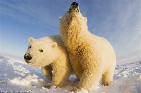 The Animal Zone Polar Stare Arctic Bears Get Up Close And Personal In