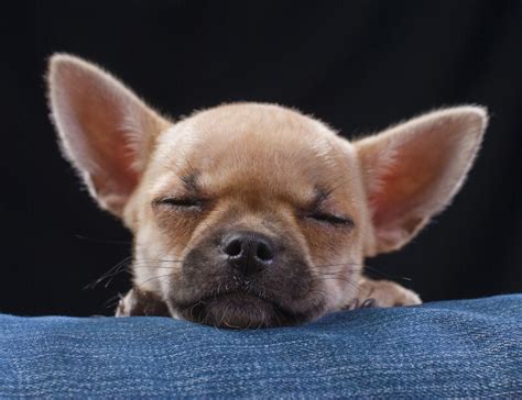 Chihuahua Charakter - Was ist typisch für das Chihuahua Wesen?