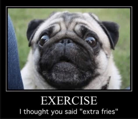 48 Best Pug Jokes And Puns From Around The Internet
