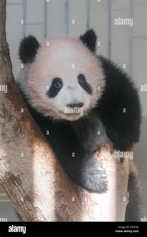 New Giant Panda Cub Xiang Xiang Makes Public Debut At Tokyos Ueno Zoo