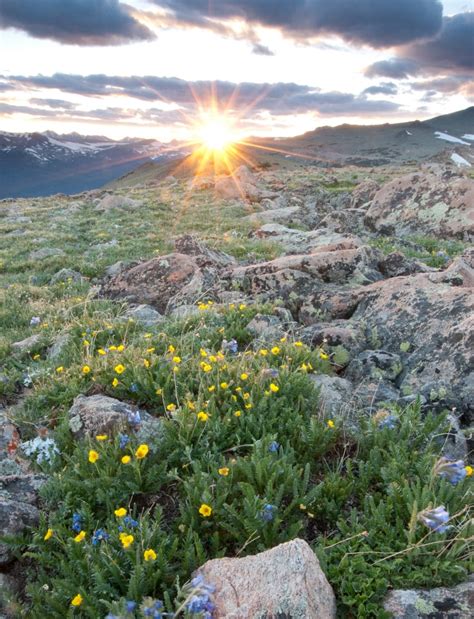 Sophia Moms Diary Rocky Mountain Spring Flowers Us Wildflower Rocky