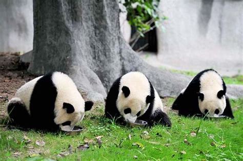Pandas Are Having A Meal Travel Photos Of Giant Panda Easy Tour China