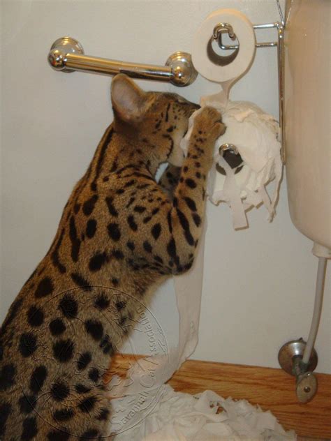 Are Savannah Cats Destructive Or Do They Just Need More Activity
