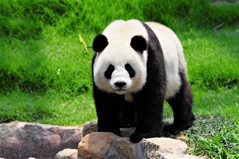 Panda Velká Býložravec S žaludkem Predátora 1001 Zahraniční Zajímavost