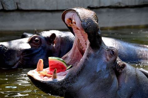 Europe Is Sizzling But These Adorable Zoo Animals Beat The Heat With