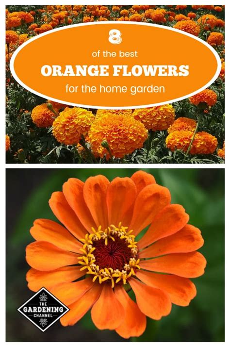 List Of Orange Flowers To Grow Gardening Channel