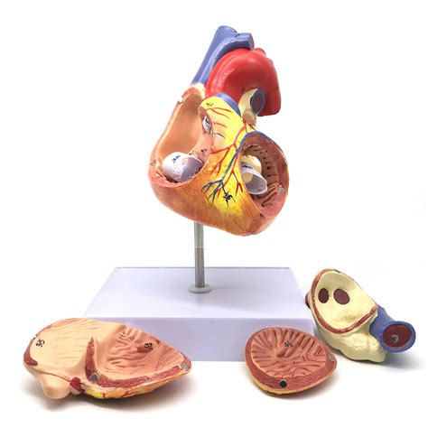 Buy 2x D Human Heart Anatomical Modelanatomically Accurate Heart Model