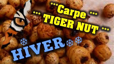Peche Carpe En Hiver Tiger Nut Youtube