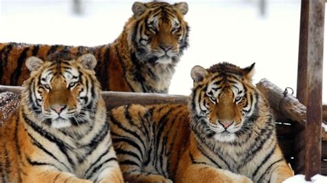 Siberian Tigers The Fierce Yet Lonely Kings Of Harbin Cgtn
