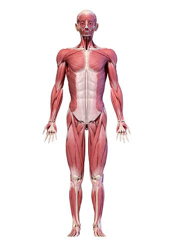 The muscles on the back of the trunk help lower the arms and move the body forward and sideways. Human Body Full Figure Male Muscular System Front View ...