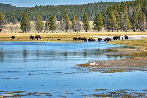 bison herd at riverbank yellowstone national park usa photo getty images