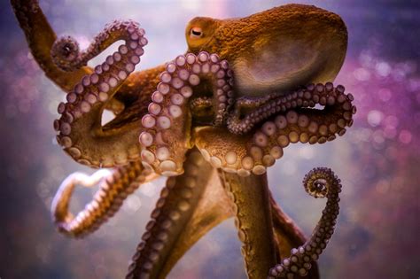 Animals Octopus Bokeh Wallpapers Hd Desktop And Mobile Backgrounds