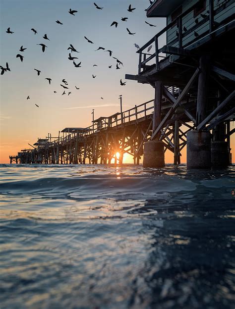 Sunset Feeding Photograph By Chris Haverstick Fine Art America