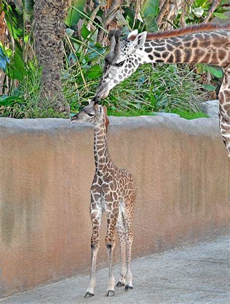 Holiday Baby Animals Born At La Zoo Kabc7 Photos And Slideshows