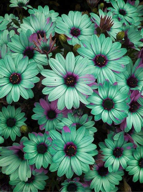 There are 11364 mint green flower for sale on etsy, and they cost ca$20.58 on average. Mint colored daisies! | Beautiful flowers, Plants, Flower ...