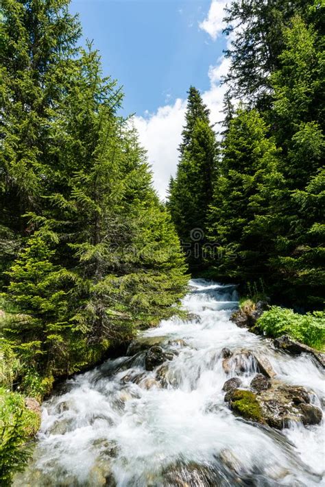 Mountain Stream In The Swiss Alps Stock Photo Image Of Alpine Trees