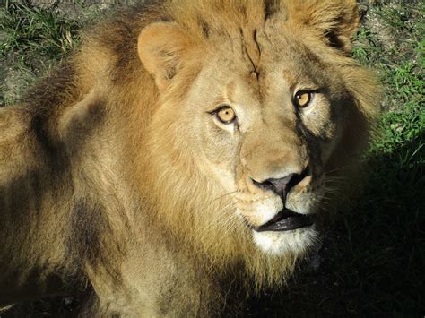 Lion Country Safari adds two new lions - South Florida Sun-Sentinel
