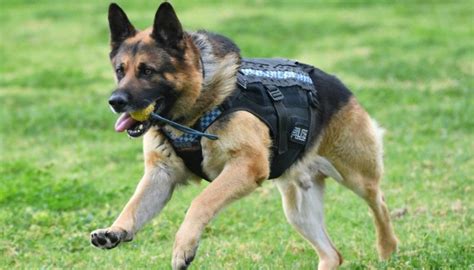 Top 10 Best Police Dogs History Types Retired Police Dogs And More