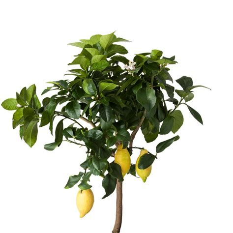 Lemon Clipart Lemon Tree Lemon Lemon Tree Transparent Free For