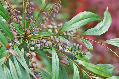 Berberis Fortunei Stock Photo Download Image Now Berry Blue