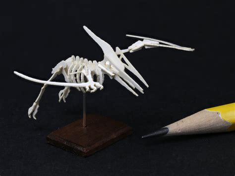 Pterosaur Skeleton Model Wendys Miniatures